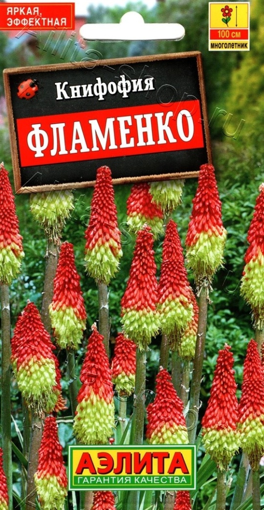 Семена Хоста (Аэлита) Декоратор 5шт