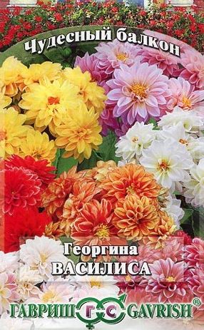 Семена Георгина (Гавриш) Василиса