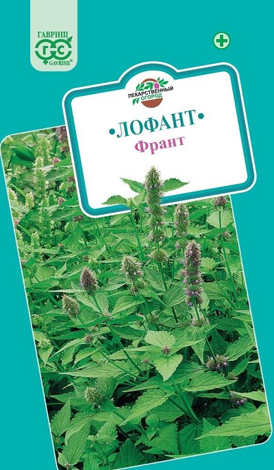 Семена Лофант Франт (Гавриш)