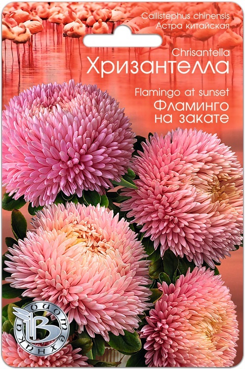 Семена Астра (Биотехника) Хризантелла Фламинго на закате 30шт