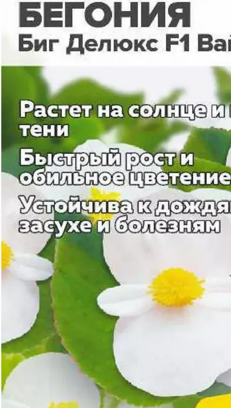 Семена Бегония (Семена Алтая) Биг Делюкс Вайт грин 3шт