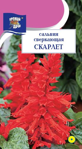 Семена Сальвия (Урожай Удачи) Скарлет 0,01г