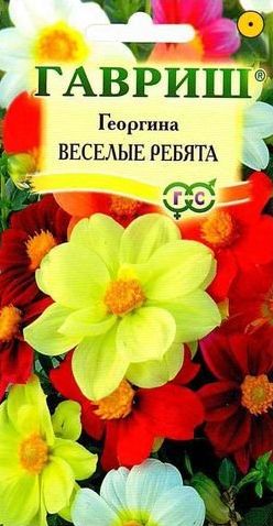 Семена Георгина (Гавриш) Веселые ребята