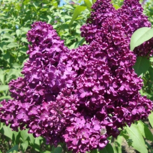 Сирень Индия (С4) (СП)