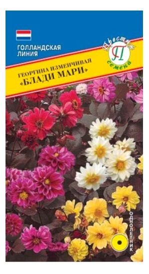 Семена Георгина (Престиж) Блади Мари