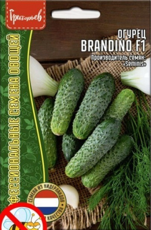 Семена Огурец Брандино(Brandino)(Редкие Семена) 5шт