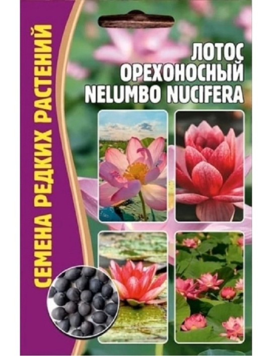 Семена Лотос (Редкие Семена) Орехоносный Черноплодная рябина (Nelumbo Nucifera)2шт