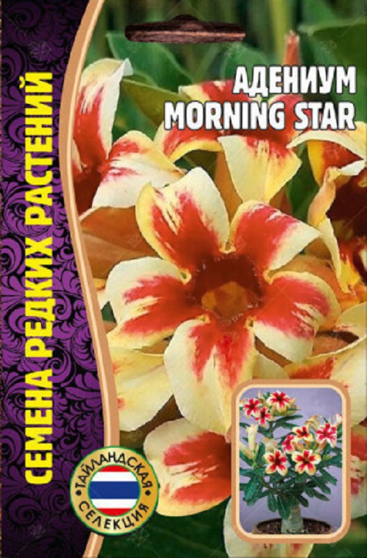 Семена Адениум (Редкие семена) Утренняя звезда (Morning Star) 3шт