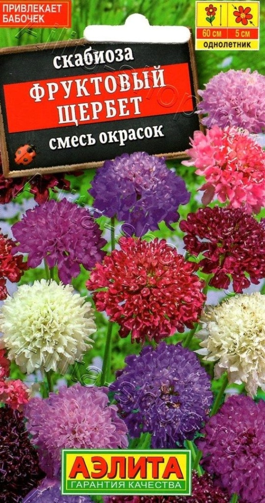 Семена Скабиоза (Аэлита) Фруктовый щербет