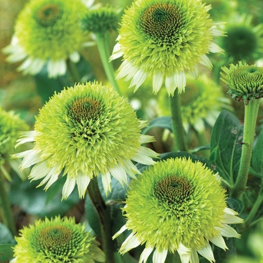 Эхинацея Гринлайн (1) (КЛ)
