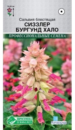 Семена Сальвия (Eurosamen) Сиззлер Бургунд Хало
