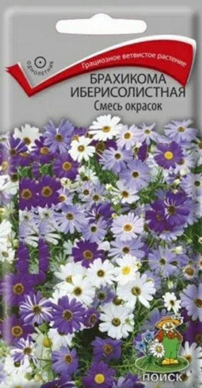 Семена Брахикома (Поиск) Смесь