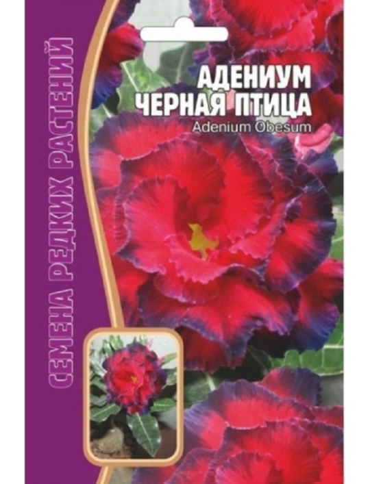 Семена Адениум (Редкие Семена) Черная птица 3шт
