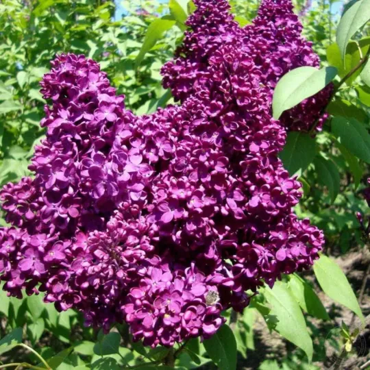 Сирень Адмирал Нахимов (С2)
