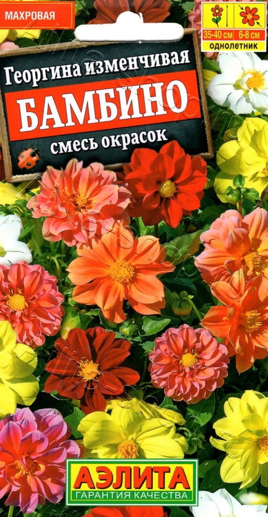 Семена Георгина (Аэлита) Бамбино 7шт