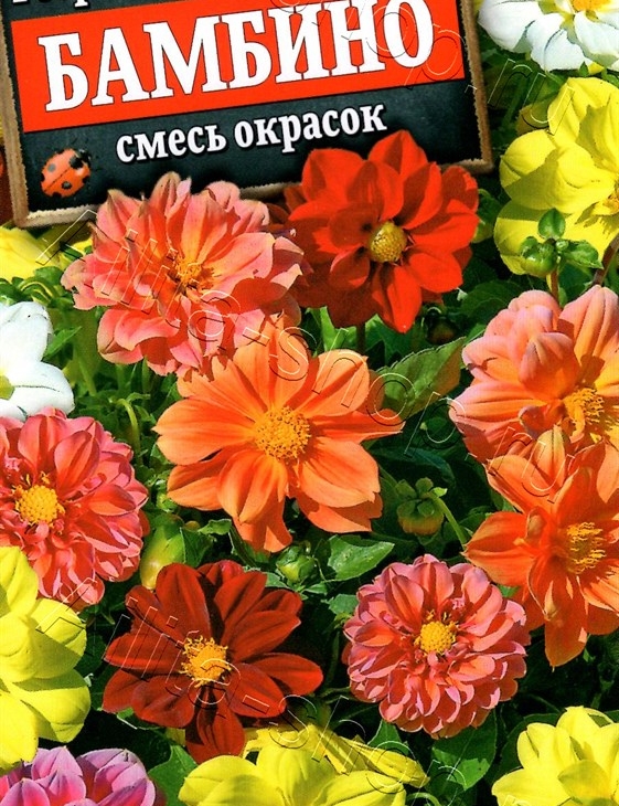 e61b343172d9f4e4b7ef540fd3a33159