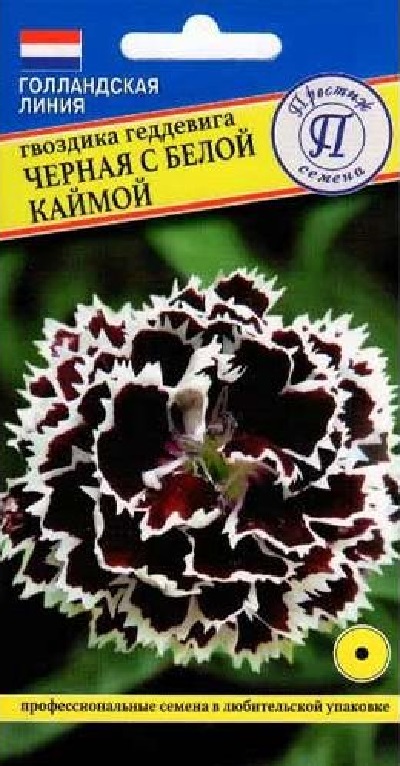 Семена Гвоздика (Престиж) гед Черная с белой каймой 15шт