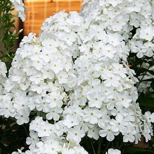 Флокс Фудзияма ((1) (Поиск)