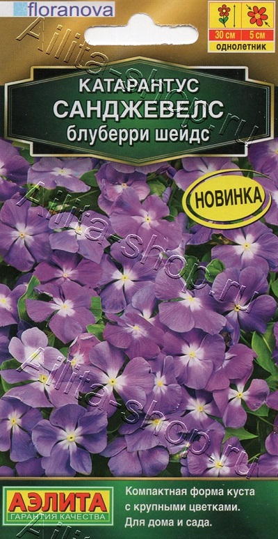 Семена Катарантус (Аэлита) Санджевелс блуберри шейдс 7шт