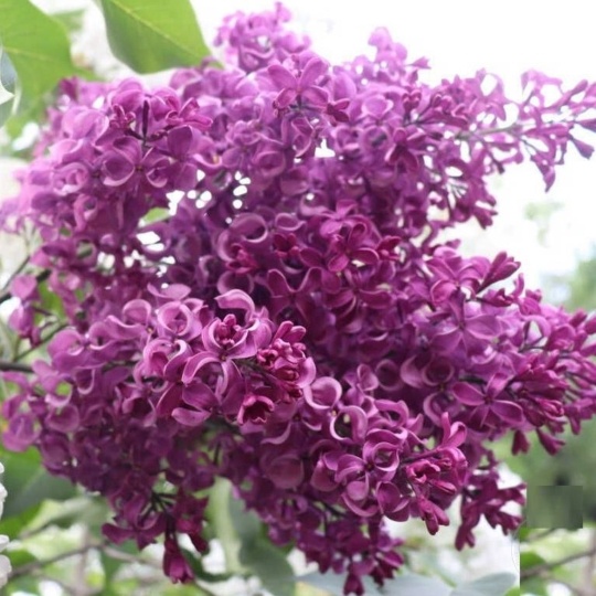 Сирень Бесконечность (С2)