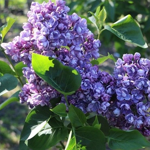 Сирень Ами Шот (С7,5) (СП)