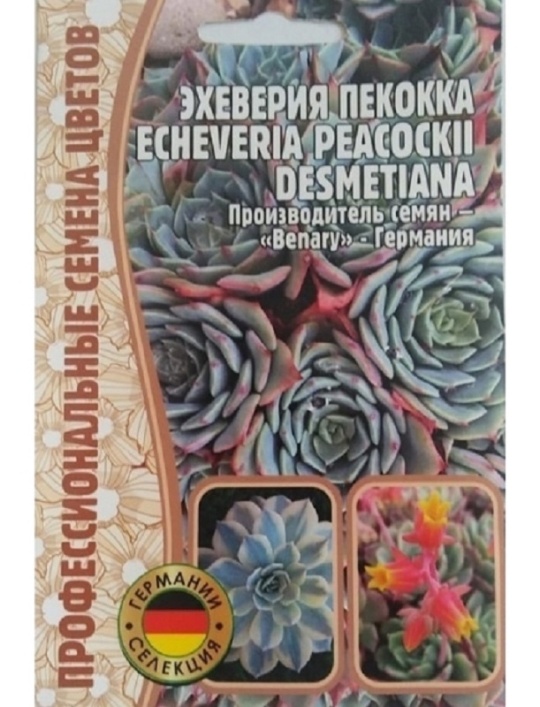 Семена Эхеверия (Редкие семена) Павлиний глаз (Peacockii) 5шт
