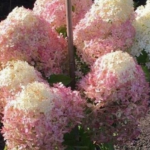 Гортензия Роял Флауэр (С35) (СП) метельчатая