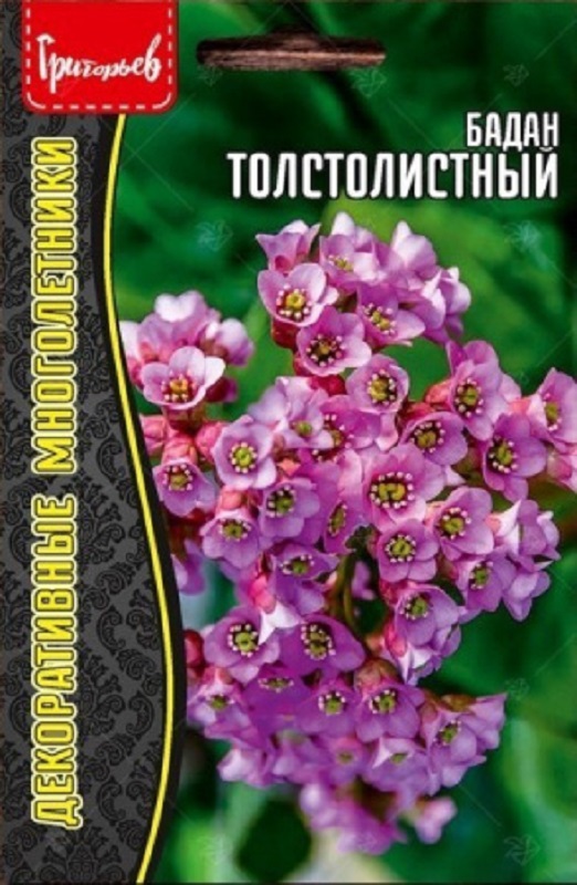 Семена Бадан (Редкие Семена) Толстолистный 0,01гр