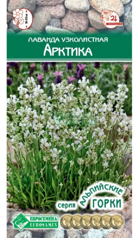 Семена Лаванда (Eurosamen) Арктика 5шт