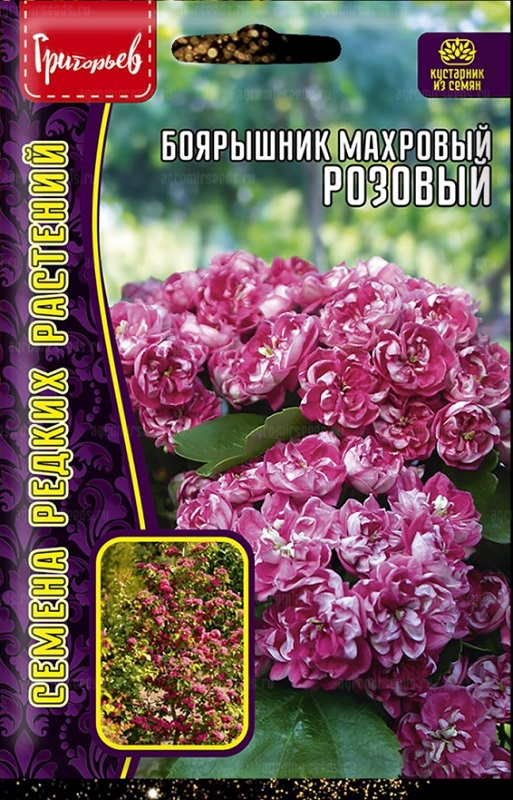 Семена Бояршник (Редкие Семена) Розовый 3шт