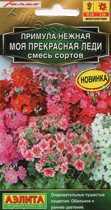 Семена Примула (Аэлита) Моя прекрасная леди 7шт