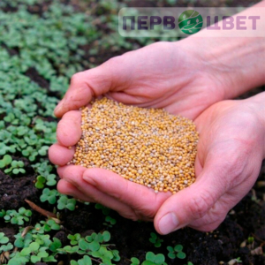 Семена газонных трав и сидератов