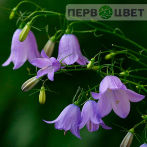 Колокольчик