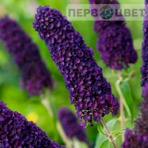 Семена многолетних цветов