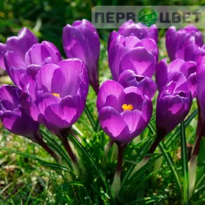 Крокусы