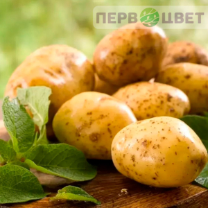 Картофель