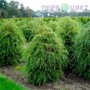 Прочие хвойные