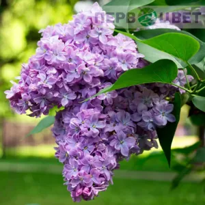 Сирень