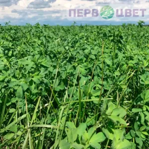 Кормовые, технические культуры