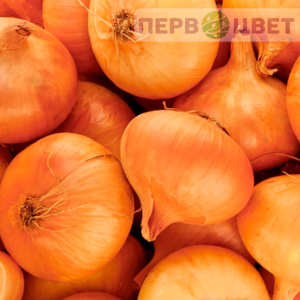 Лук