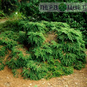 Тсуга