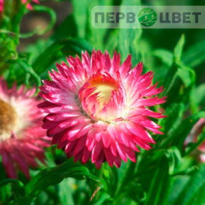 Гелихризум