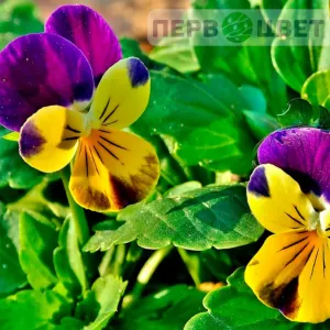 Семена двулетних цветов