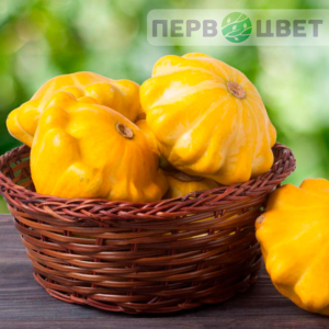 Патиссоны