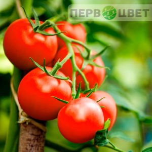 Томаты
