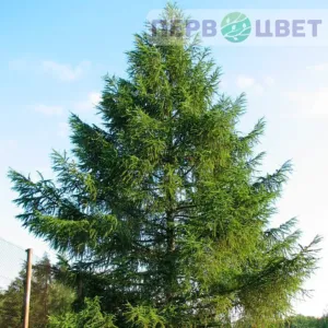 Лиственница