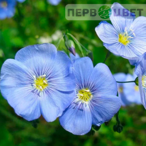 Лён