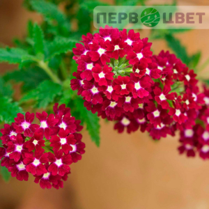 Вербена