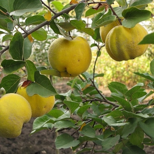Айва Отличница (С7) (СП)