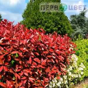 Декоративные деревья и кустарники